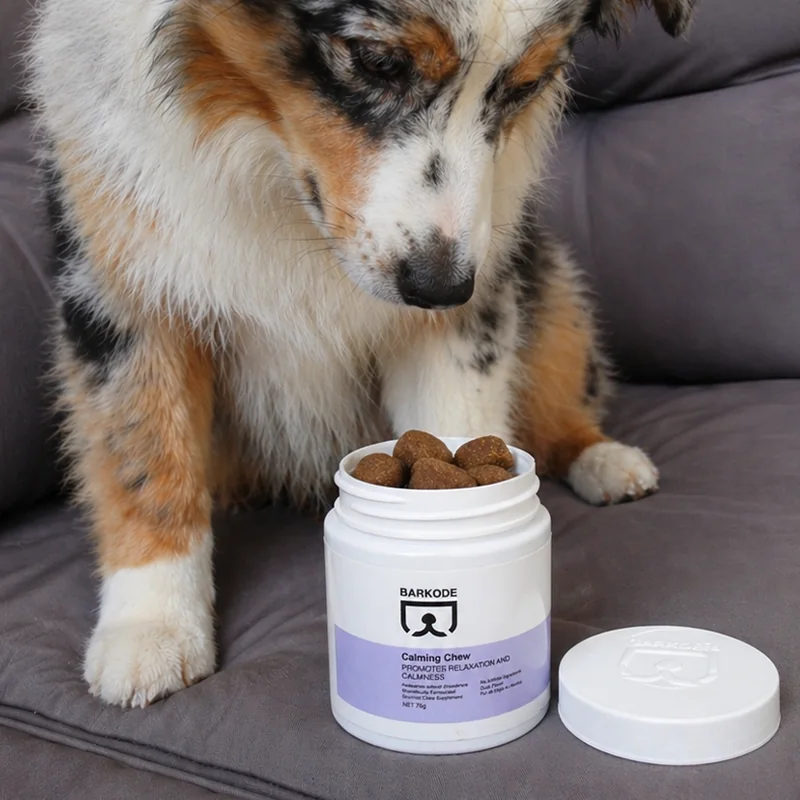 Ausztrál juhász néz bele egy nyitott doboz Calming Chew-ba