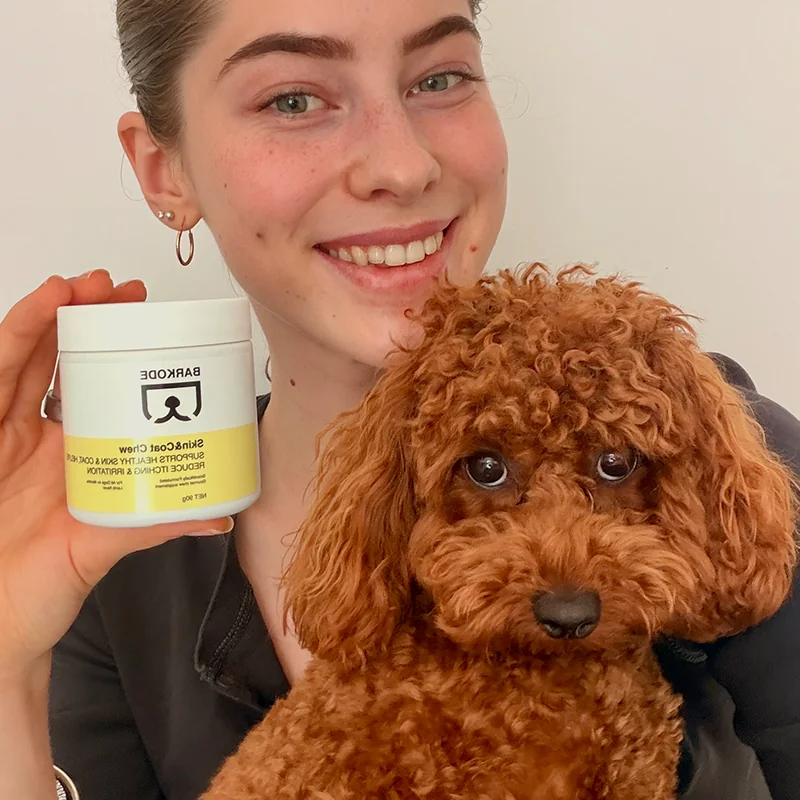 Gazdi egy doboz Skin & Coat Chew-t tart vörös toy uszkárja mellett