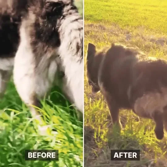 Fotó ugyanarról a kutyáról előtte és utána